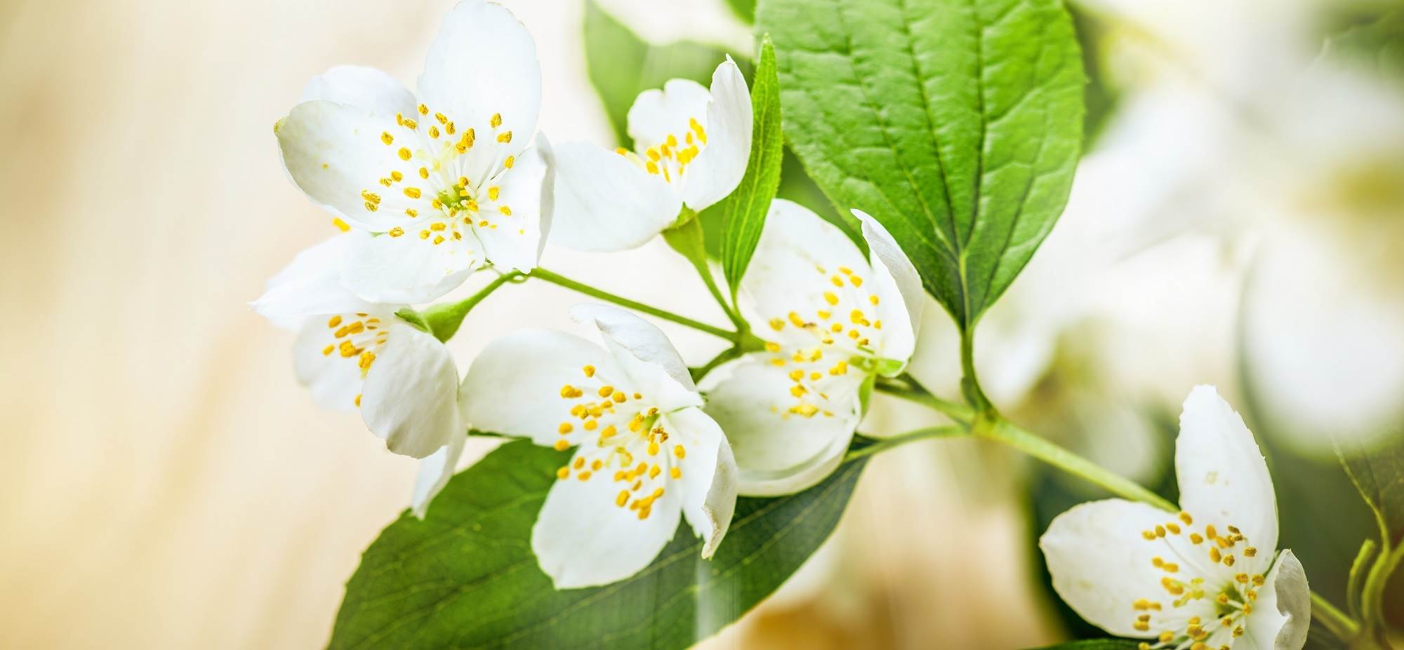 Белых цветы жасмина в хорошем качестве